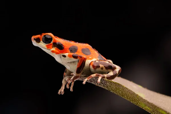 Red Tropical Poison Dart Frog Oophaga Pumilio Från Bocas Del — Stockfoto