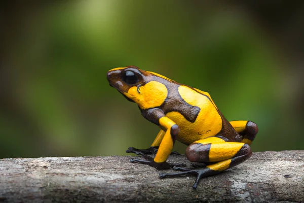 Sapo Dardo Envenenado Com Arlequim Oophaga Histrionica Animal Venenoso Selva Imagem De Stock