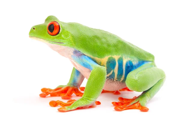 Red Eyed Tree Frog Agalychnis Callydrias Tropical Rain Forest Animal Stock Picture