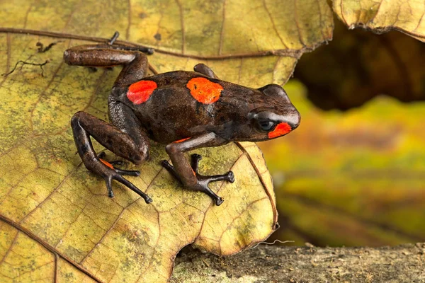 Bullseyei Harlekýna Jedovatý Žabák Oophaga Histrionica Červený Deštných Pralesů Kolumbie — Stock fotografie