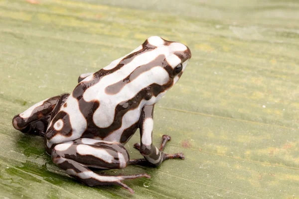 Poison Dart Arrow Frog Dendrobates Auratus Poisonous Tropical Animal Rain — Stock Photo, Image