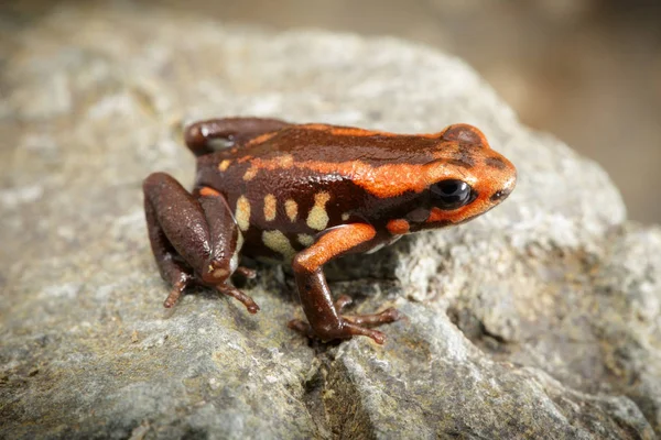 poison dart frog from rain forest in Colombia, macro of a small dartfrog Andinobates bombetes