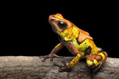Poison dart frog, Oophaga histrionica. A small poisonous animal from the rain forest of Colombia.  clipart