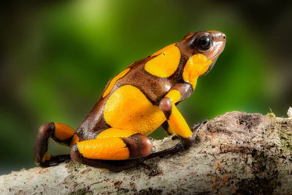 Rana Venenosa Del Dardo Oophaga Histrionica Pequeño Animal Venenoso Selva —  Fotos de Stock