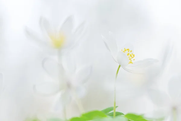 Fleurs Sauvages Début Printemps Anémone Bois Fond Fleur Avec Espace — Photo