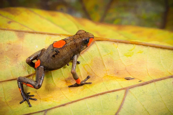 Red Bullseye Dartfrog Oophaga Histrionica Beautiful Small Poison Dart Frog — Stock Photo, Image