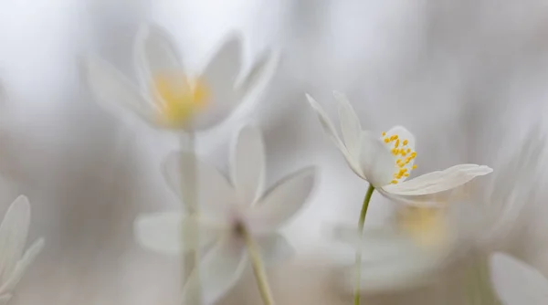 Raný Jarní Bílý Divoký Květ Měkkém Zaostření Anemone Nemerosa Nebo — Stock fotografie