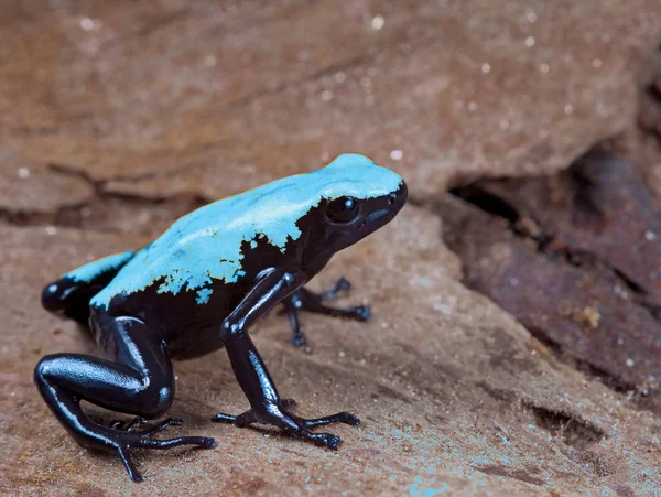 Yellow and black poison dart frog — Stock Photo, Image