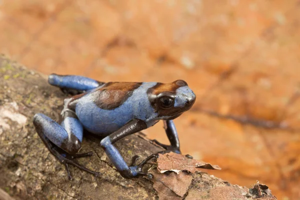 Mavi Harlequin Zehirli Kurbağası Oophaga Histrionica Bir Küçük Tropikal Egzotik — Stok fotoğraf