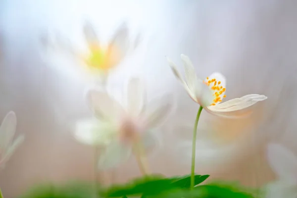 Primavera Sonho Flor Selvagem Branco Anêmona Madeira Anemone Nemerosa Uma — Fotografia de Stock