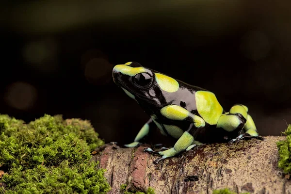 Poison Dart Frog Dendrobates Auratus Amazon Rain Forest Colombia Macro — Stock Photo, Image