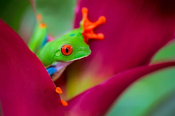 Rana de ojos rojos Costa Rica Imagen de stock