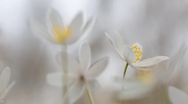 Início Primavera Branco Flor Selvagem Fundo Foco Suave Anemone Nemerosa Fotografias De Stock Royalty-Free