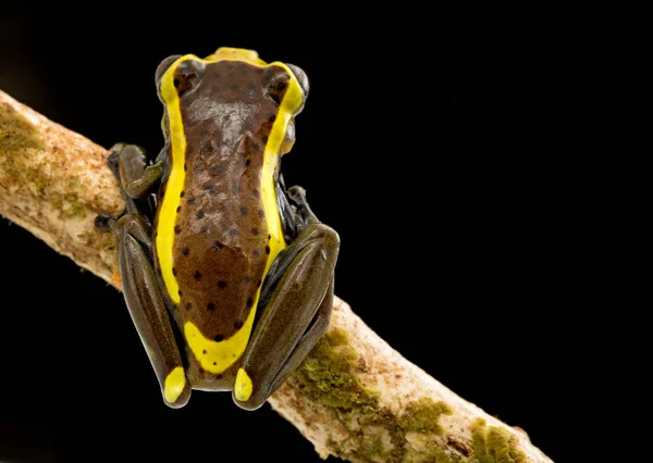 Tropik Ağaç Kurbağası Dendrosophus Manonegra Bir Dal Üzerinde Telifsiz Stok Imajlar