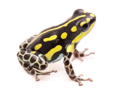 Ranitomeya flavovitata