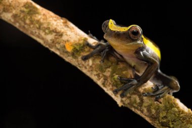 Bir dal üzerinde Amazon yağmur ormanlarında küçük tropikal ağaç kurbağası.