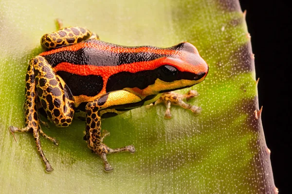 Zehirli Dart Veya Kurbağası Ranitomeya Uakarii Altın Bacak Morph Peru — Stok fotoğraf