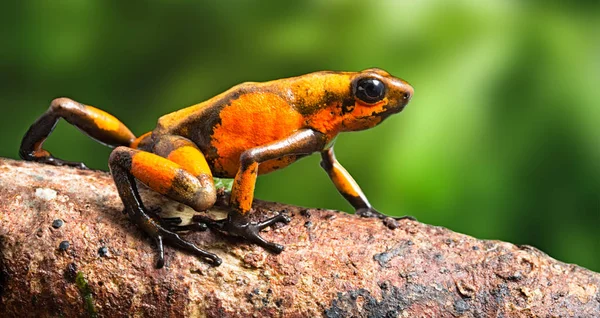 Rana Venenosa Del Dardo Oophaga Histrionica Arrastrándose Selva Tropical Colombia Fotos de stock libres de derechos