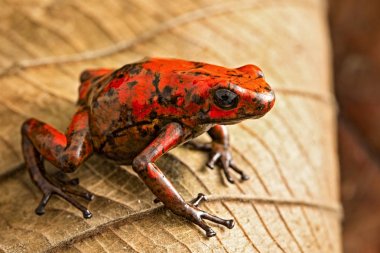 Kolombiya tropikal yağmur ormanlarından kırmızı zehir dart kurbağası Oofhaga histrionica. Zehirli küçük bir orman hayvanı.
