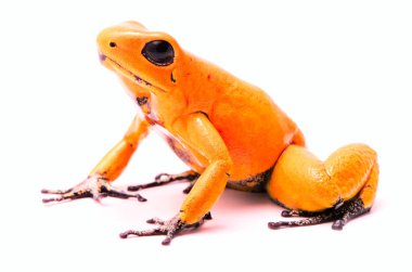 zehirli ok kurbağası, Phyllobates terribilis turuncu. Kolombiya, tehlikeli bir amfibi uyarı renkleri ile Amazon yağmur ormanlarında en zehirli hayvan. Whit üzerinde izole