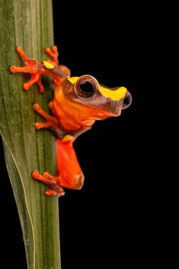Yaprak veya ağaç kurbağası, Dendropsophus leucophyllatus. Brezilya, Peru, Ekvador ve Bolivya Amazon yağmur ormanlarında üzerinden canlı kırmızı renkle Treefrog