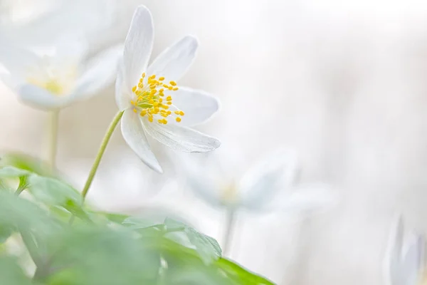 Erken Bahar Beyaz Yabani Çiçek Anemone Nemerosa Veya Ahşap Anemon — Stok fotoğraf