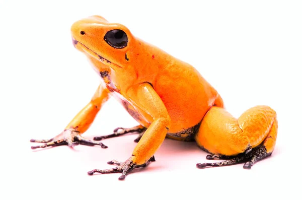 Rana Venenosa Phyllobates Terribilis Naranja Mayoría Los Animales Venenosos Selva —  Fotos de Stock