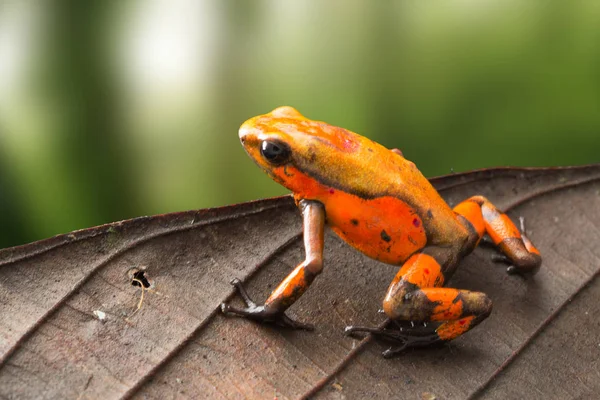 Poison Dart Kikker Oophaga Histrionica Uit Het Tropische Regenwoud Van — Stockfoto