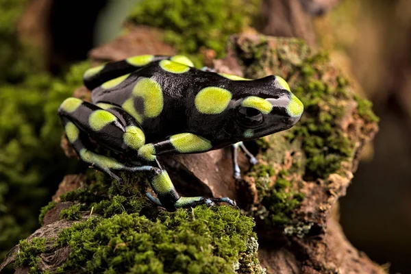 Zehirli Dart Kurbağası Panama Tropikal Yağmur Ormanlarından Dendrobates Auratus — Stok fotoğraf