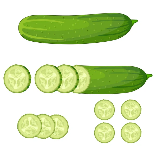 Tranche de concombre vert frais — Image vectorielle