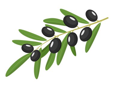 Siyah Zeytin dalı