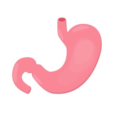 uman iç mide anatomisi