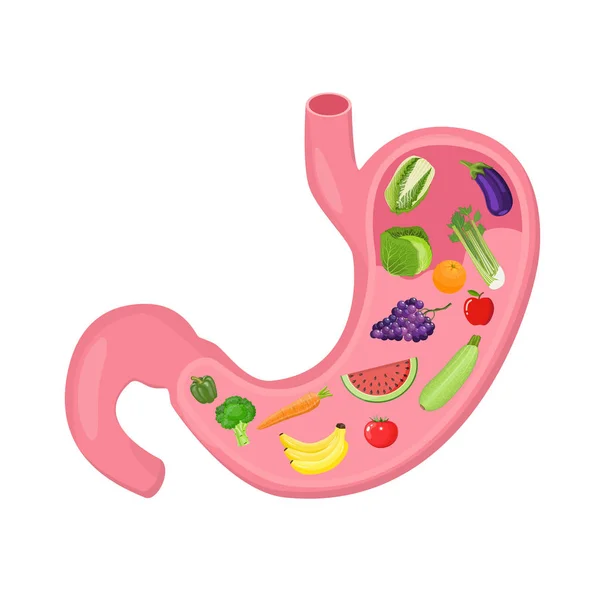 Anatomie interne de l'estomac humain — Image vectorielle