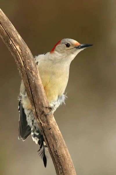 分支上的红腹木鸟 — 图库照片
