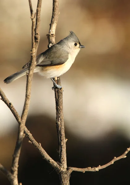 Tufted Mes Uppflugna Gren — Stockfoto