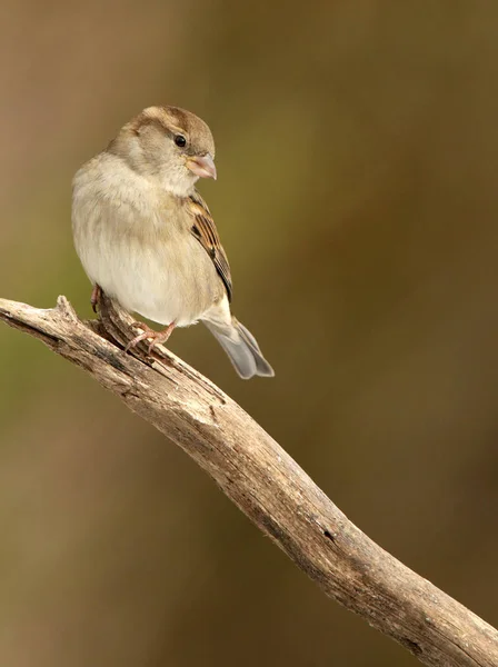 Θηλυκό Σπίτι Sparrow Σκαρφαλωμένο Πάνω Κλαδί — Φωτογραφία Αρχείου