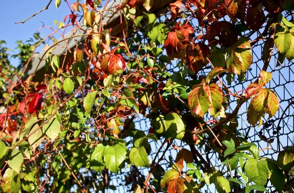 Autumn in town: Virginia creeper known as Parthenocissus quinquefolia, covers a metal fence