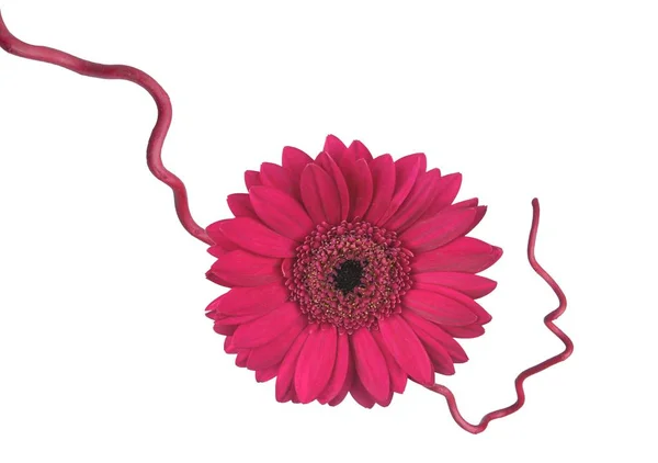 Gerbera Blume Mit Zweig — Foto Stock