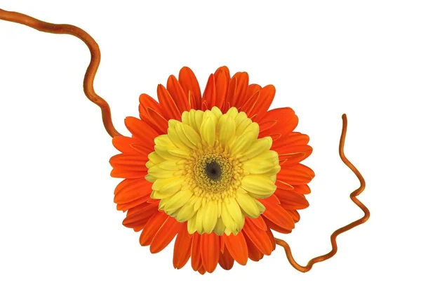 Gerbera Blume Met Zweig — Stockfoto