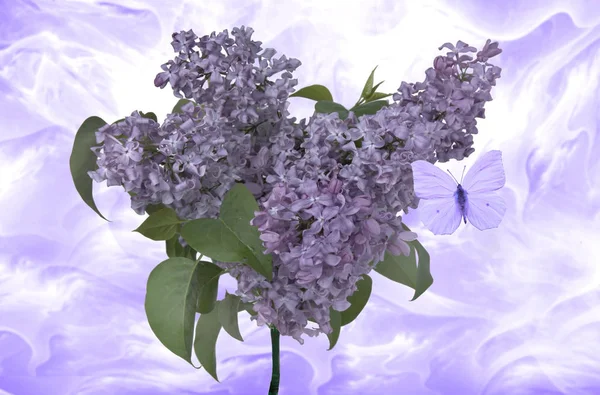 Flieder Blumen Mit Einem Schmetterling — Stok fotoğraf