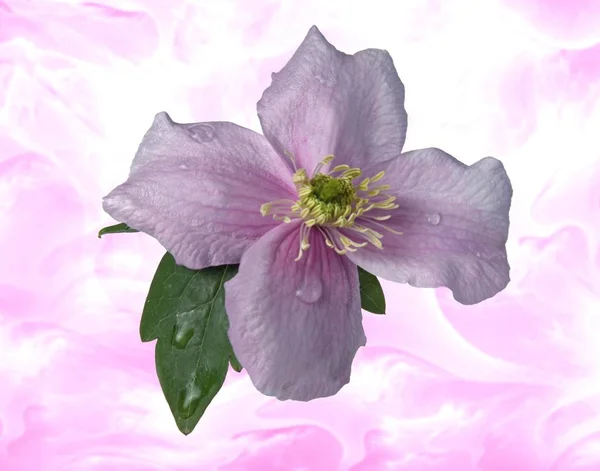 Clematis Virág Mit Wassertropfen Und Szuperek — Stock Fotó