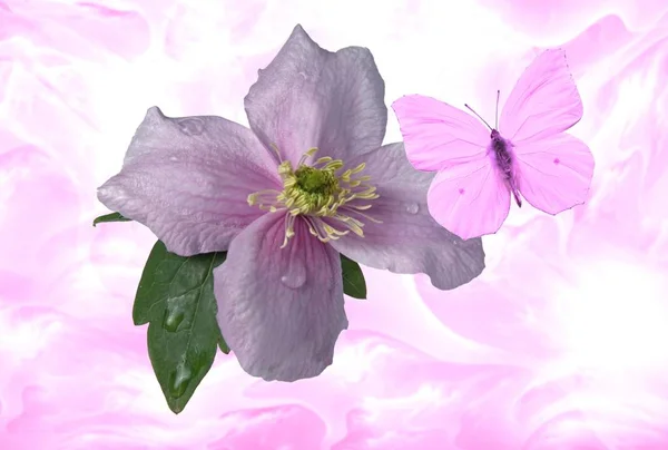 Clematis Virág Mit Schmetterling Und Textur — Stock Fotó