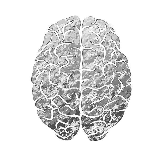 Cerebro humano color gris — Vector de stock
