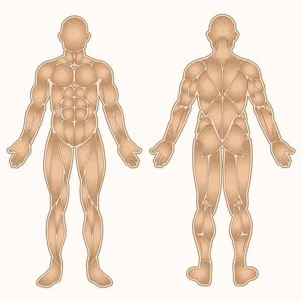 Músculos del cuerpo humano color — Vector de stock