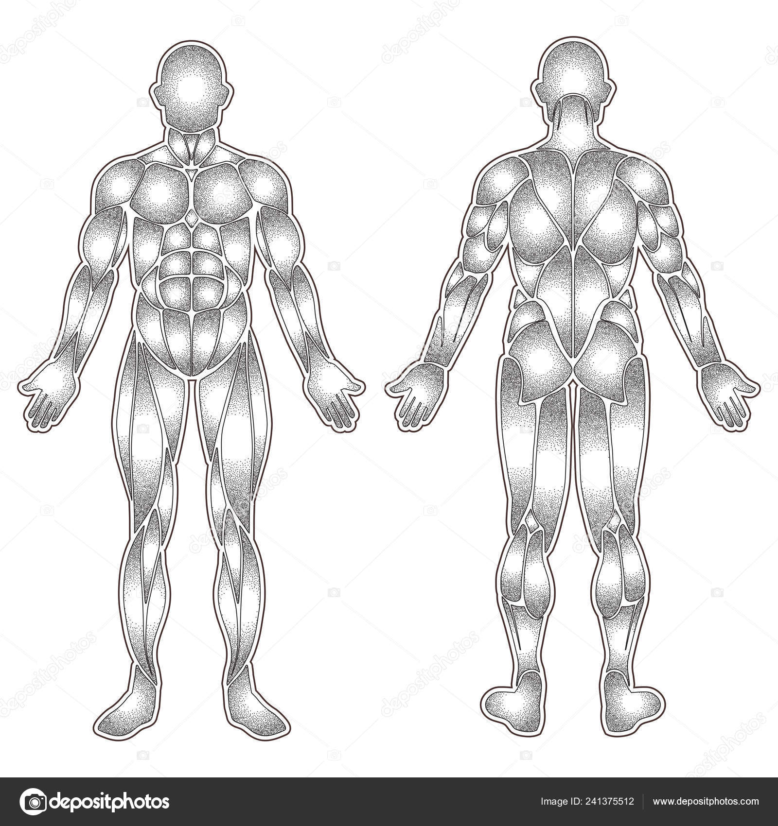 Human Body Muscles Silhouette Stock Vector Image By C Longquattro 241375512