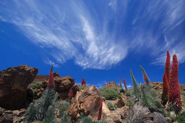 Krajobraz Wokół Pico Del Teide Teneryfie — Zdjęcie stockowe