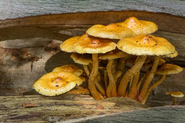 Cogumelos Amarelos Uma Árvore Caída Quebrada Pholiota Adiposa — Fotografia de Stock
