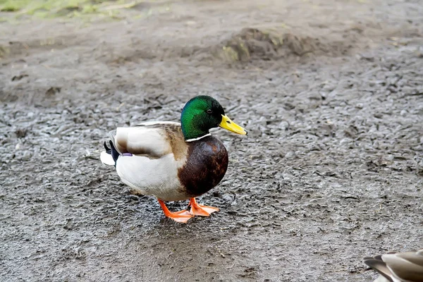 Close Colorful Wild Duck Lakeshore Kassel Germany Selective Focus — Stock Photo, Image