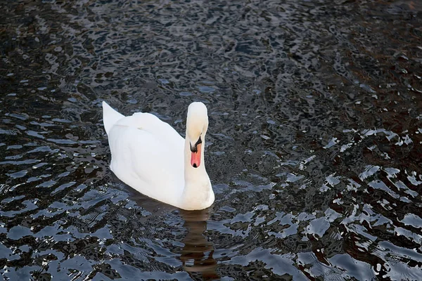 Cisne Una Las Vías Navegables Ámsterdam Países Bajos — Foto de Stock