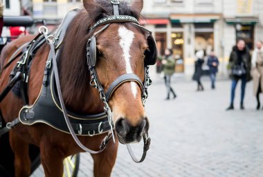 Bir at arabası Brüksel, Belçika için harnessed güzel at. Seçici odak